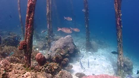Schwimmen-Sie-Unter-Einem-Steg-Mit-Wunderschönen-Korallen-Und-Vielen-Fischen