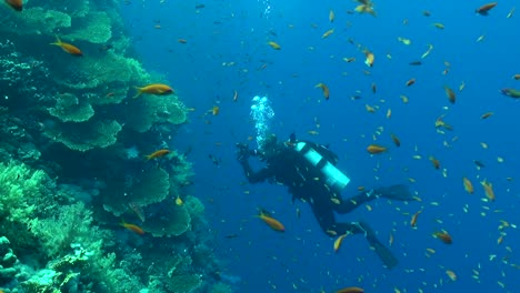 Scuba-diver-with-hundreds-of-tiny-reef-fish