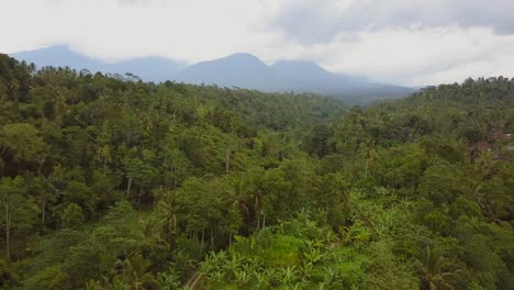 Der-Dschungel-Mitten-Auf-Bali