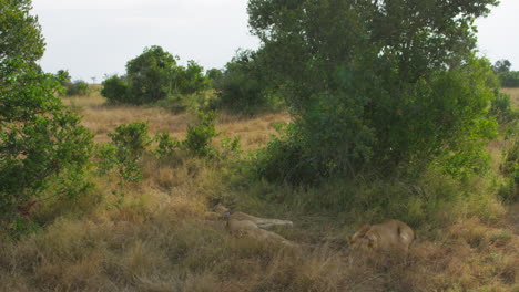 Löwen-Ruhen-In-Ol-Pejeta,-Kenia.-Handaufnahmen