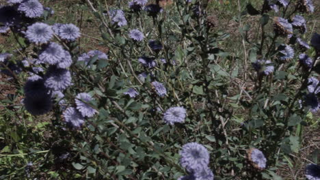 Imágenes-De-Flores-Silvestres-De-Color-Púrpura