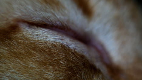 eye-part-of-a-cat
