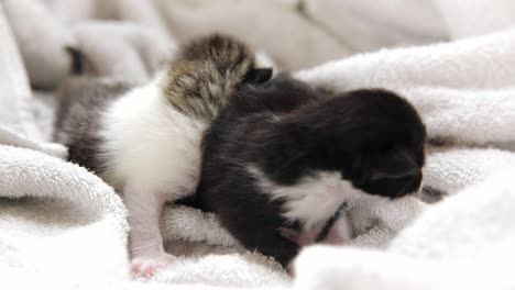 Two-1-week-old-kittens-cuddle-and-crawl-on-top-of-each-other-on-a-white-towel-or-blanket