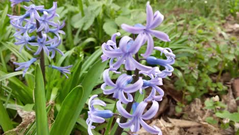 Purple-Hyacinth-in-the-spring-with-green-back-ground-foliage