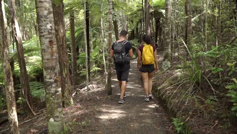 SLOWMO---Young-backpackers-from-behind-walking-through-tropical-lush-native-New-Zealand-forrest