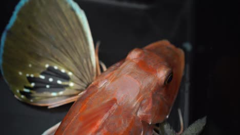Red-Gurnard-New-Zealand-fish-freshly-caught