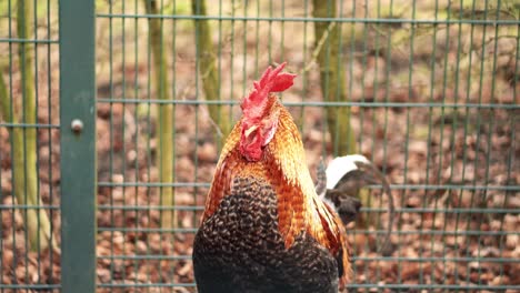 A-close-up-of-a-cockerel-in-a-cage