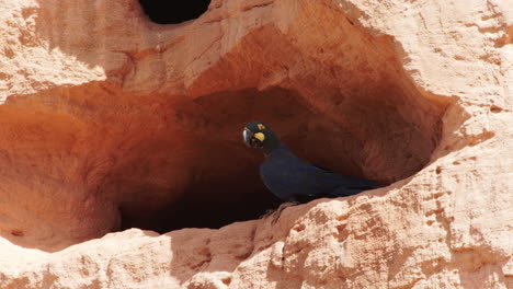 Lear's-macaw-on-nest-entrance-in-sandstone-cliff