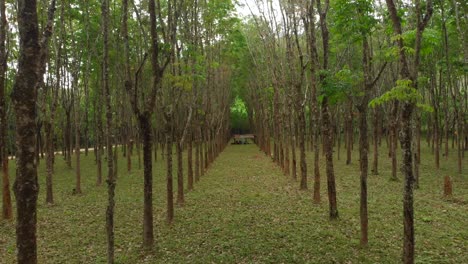 Rubbertrees-at-Thailand---Drone-shot-2