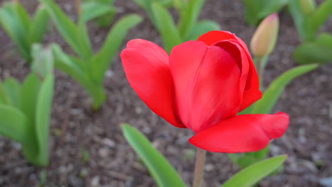 Vista-Superior-De-Tulipán-Rojo-Con-Viento,-Flores-Florecientes-En-Primavera,-Hermosas-Flores
