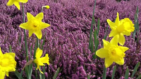 Yellow-daffodils-with-purple-ground-cover,-spring-time,-slight-wind-blowing