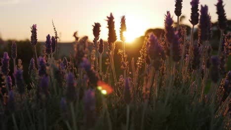 Lavendelstrauch-Mit-Hintergrundbeleuchtung-Bei-Wunderschönem-Sonnenuntergang
