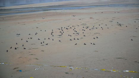 Black-kites-in-the-empty-river,-Garbage-in-the-river