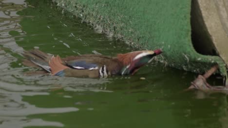 Mandarin-duck-feeding-in-water
