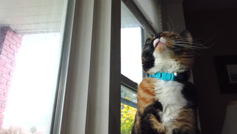 A-low-angle-of-a-beautiful-calico-cat-looking-around-outside-watching-birds-from-a-living-room-window-and-looking-around