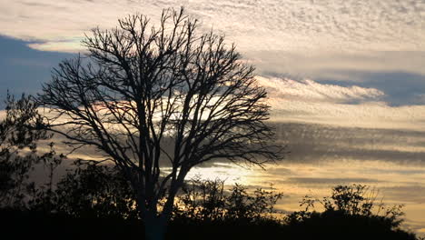 Timelapse-of-moody-Sunset-behind-soft-passing-clouds-in-the-fall,-behind-a-beautiful-leafless-tree