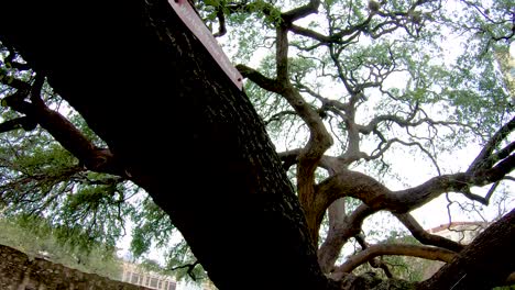 The-large-branches-of-this-over-100-year-old-oak-are-30--40-inches-around-and-weigh-several-tons