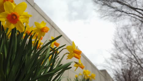 A-slow-camera-pan-of-a-group-of-yellow-Daffodils-in-a-spring-garden-waving-in-the-wind