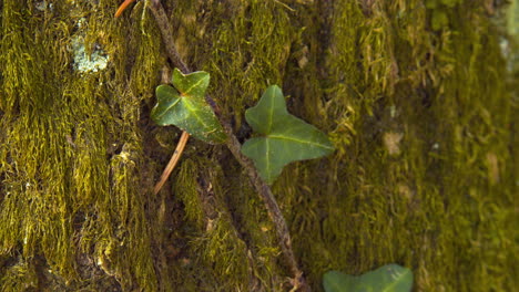 Closeup-of-Ivy-leafs-on-green-mossy-background