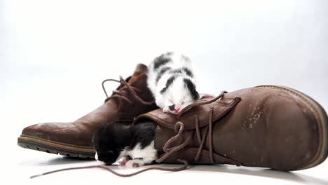 Two-kiitens-mew-and-crawl-around-inside-a-pair-of-brown-boots