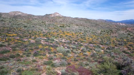 Aerial-flying-across-an-empty-the-desert-floor-covered-with-springtime-poppies,-lupine,-and-other-desert-vegetation,-Tonto-National-Forest,-Sonoran-Desert,-Bartlett-Lake,-Arizona