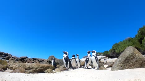 Südafrikanische-Pinguine-Am-Boulders-Beach,-Kapstadt
