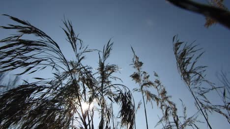 Gewürz-Des-Weizens,-Der-Vom-Wind-Im-Schlag-Der-Sonnenstrahlen-Bei-Sonnenuntergang-Geschlagen-Wird