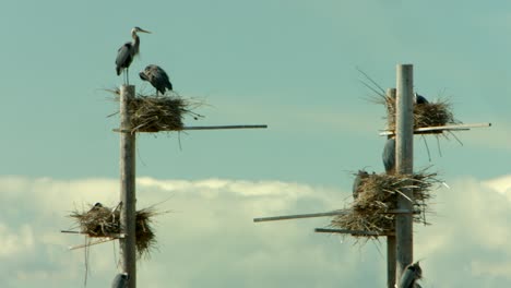A-group-of-nests-for-a-flock-of-great-blue-herons-nesting-at-a-bird-refuge-and-taking-care-of-their-new-babies