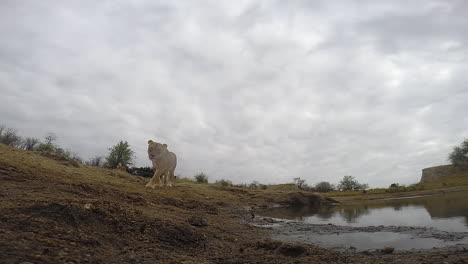 Lioness-standing-up-and-moves-over-toward-action-camera-on-the-ground-and-picks-it-up,-Greater-Kruger-Park