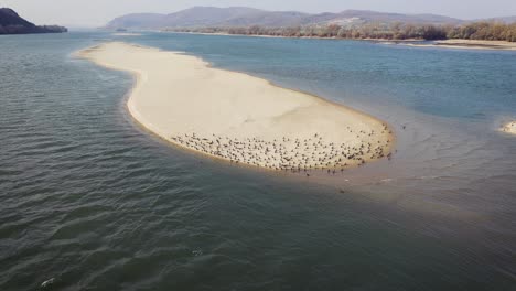 Birds-on-an-island-in-the-middle-of-river-Danube-aerial-drone-shot