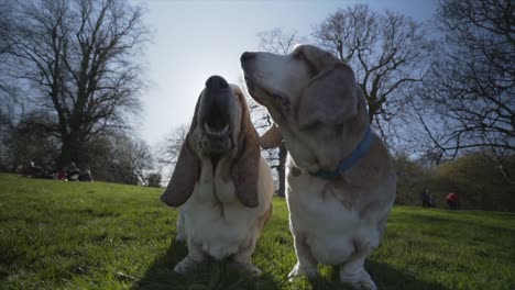 2-Bassett-Hounds-sitting-in-a-park-with-the-sun-behind-them-in-slow-motion