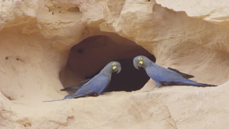 Lear's-macaw-couple-in-front-of-nest-entrance-on-sandstone-cliff