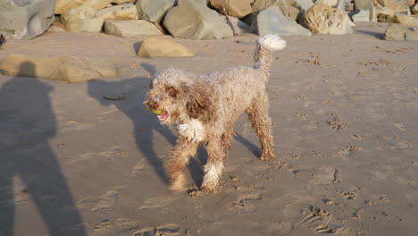 A-cute-brown-furry-labradoodle-pet-dog-with-a-tennis-ball-in-its-mouth-playing-fetch-on-the-sand-beach-of-Ventura,-California-SLOW-MOTION