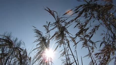 Gewürz-Des-Weizens,-Der-Vom-Wind-Im-Schlag-Der-Sonnenstrahlen-Bei-Sonnenuntergang-Geschlagen-Wird