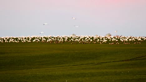 Snow-Geese-and-Mallard-Ducks-feeding-in-farmers-field-at-last-light-in-the-Wheatland-region-of-Alberta