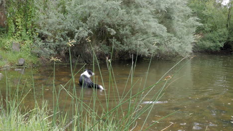 Zwei-Border-Collie-Hunde-Schwimmen-An-Einem-Sommertag-In-Einem-Fluss