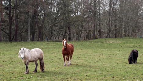 horses-grazing-in-field