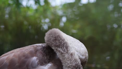Close-up-of-Juvenile-Mute-Swan---Cygnus-Olor---grooming-itself-by-the-side-of-the-river