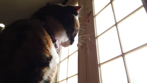 A-low-angle-of-a-beautiful-calico-cat-looking-around-outside-watching-birds-from-a-kitchen-door
