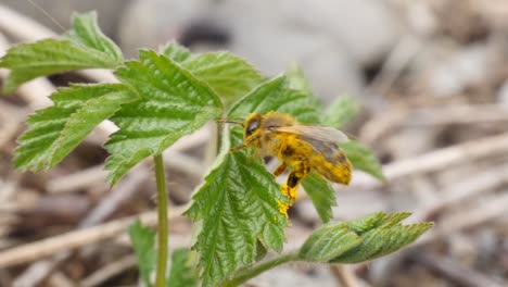 Nahaufnahme-Einer-Biene,-Die-Sich-Von-Pollen-Auf-Einer-Grünen-Pflanze-Reinigt
