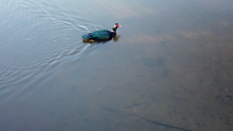 Male-Muscovy-duck-swimming-on-North-Carolina-Lake-Lynn