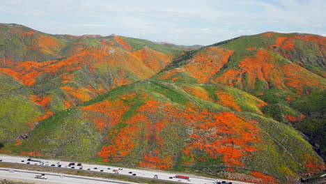 Aerial-fly-over-of-the-super-bloom-of-golden-poppies-by-Lake-Elsinore-California-and-Walker-Canyon-by-the-I15