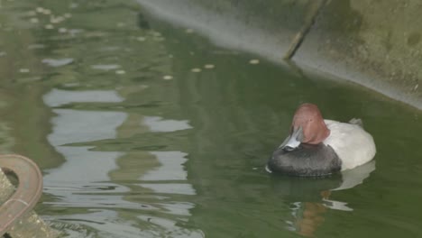 Rothaarige-Ente-Schwimmt-Im-Wasser