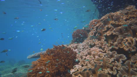 Wir-Nähern-Uns-Einer-Mit-Korallen-Gefüllten-Klippe-Unter-Wasser,-An-Deren-Korallenriff-Viele-Rifffische-Leben