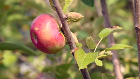 Manzana-Sola-En-Un-árbol-Con-Una-Ligera-Brisa
