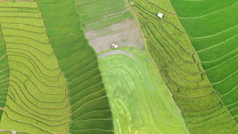 Vivid-aerial-shot-of-fertile-rice-paddies-in-Canggu-Bali-showing-various-stages-of-greenery