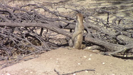 A-meerkat-sits-on-guard-in-the-hot-summers-day-in-the-Kgalagadi-next-to-a-hidden-burrow