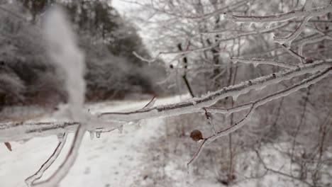 A-close-up-of-several-tree-branches-hanging-right-above-a-forest-trail-are-covered-in-ice-and-icicles-due-to-the-freezing-rain