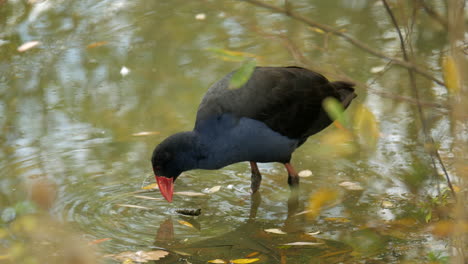 Purple-Swamphen-pecking-at-the-water-in-a-lake-during-autumn-or-fall