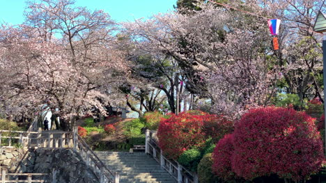 Ein-Farbenfroher-Blick-Auf-Den-Asukayama-Park-Mit-Fuchsiafarbenen-Kirschblüten,-Roten-Sträuchern,-Papierlampen-Und-Einer-Steintreppe-Im-Vordergrund